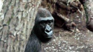 ABD'deki bir hayvanat bahçesindeki goriller Kovid-19'a yakalandı