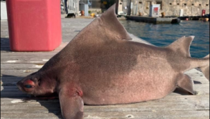 Akdeniz'de ağlara garip bir balık takıldı: Domuz gibi homurduyor