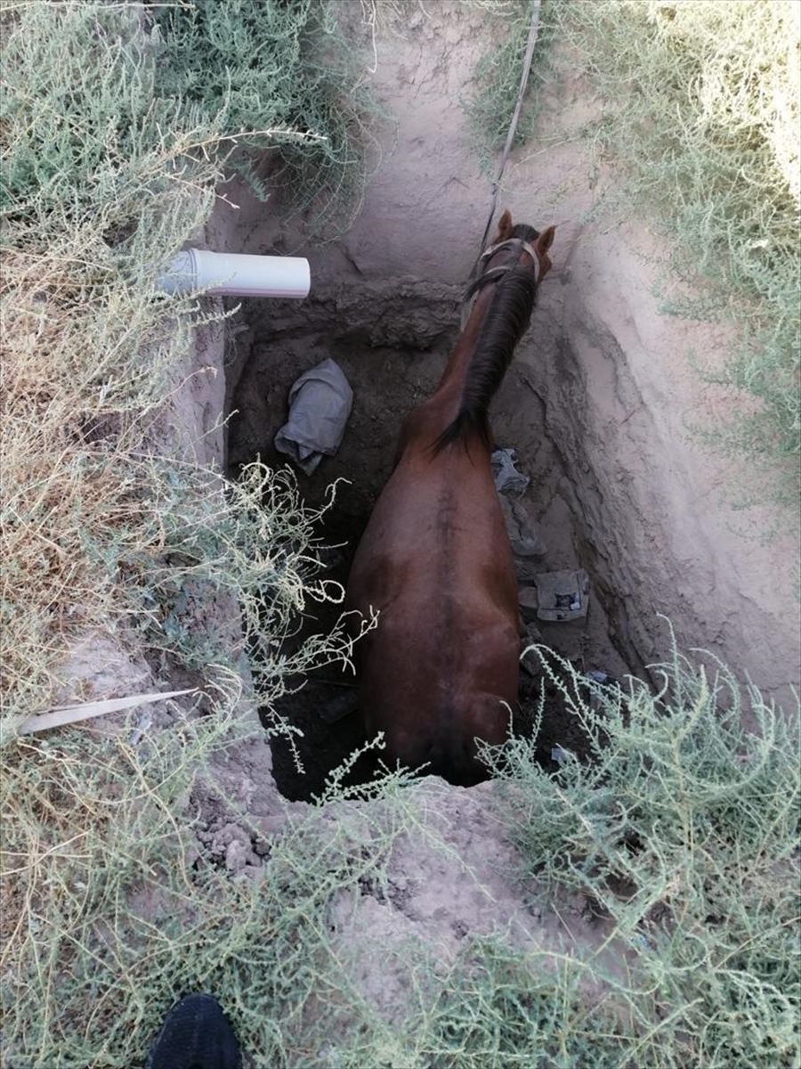 Aksaray'da foseptik çukuruna düşen atı itfaiye ekipleri kurtardı
