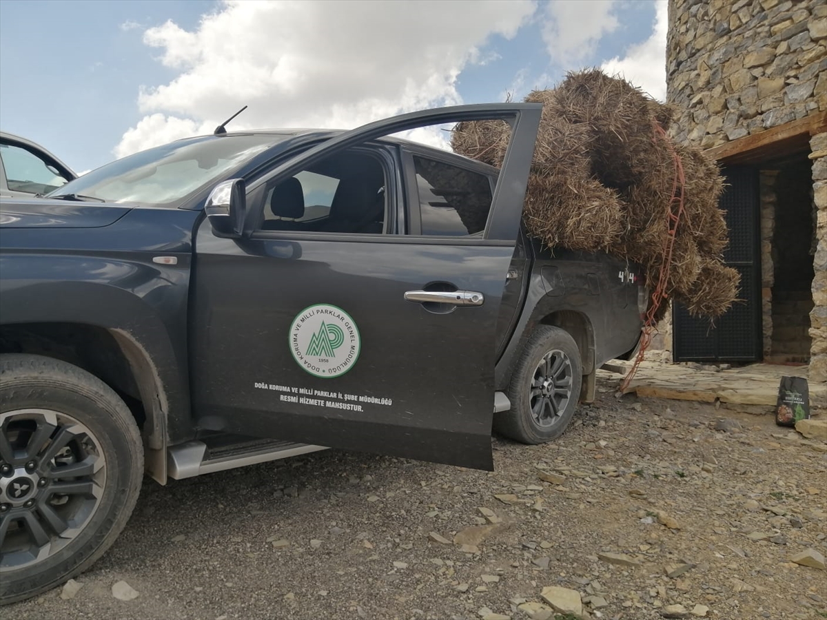 Aladağlar'da yaban keçileri için kış hazırlıkları başladı
