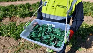 Ankara Büyükşehir Belediyesi, domates tarlasına 500 bin faydalı böcek yumurtası bıraktı