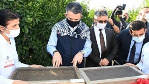 Bakan Pakdemirli açıkladı! Akdeniz meyve sineğiyle mücadele için 'kısır böcek salımı' yapılacak