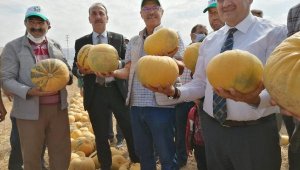 Başkan Akay, kabak hasadına katıldı