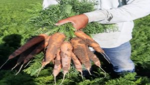 Beypazarı'nda 30 bin dekar alana havuç ekildi