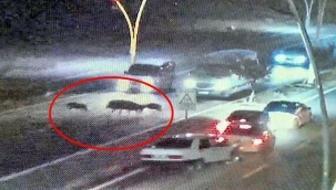 Domuzlara çarpmamak isteyen 4 araç birbirine girdi