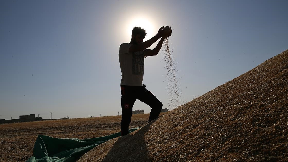İklimsel şartlara bağlı olarak verim kaybı yaşayan hububat ve baklagil üreticilerine destek verilecek