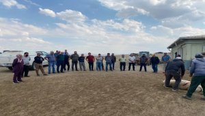 Kangal Akkaraman koyunu üretim merkezinde koç katım etkinliği düzenlendi