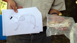 Kayseri'de 4 bin yıl öncesine ait aslan kemiği bulundu