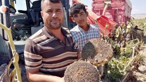 Kayseri'de ay çekirdeği hasadı devam ediyor