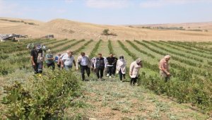Kırşehir'de deneme ekimi yapılan aronyanın hasadı gerçekleştirildi