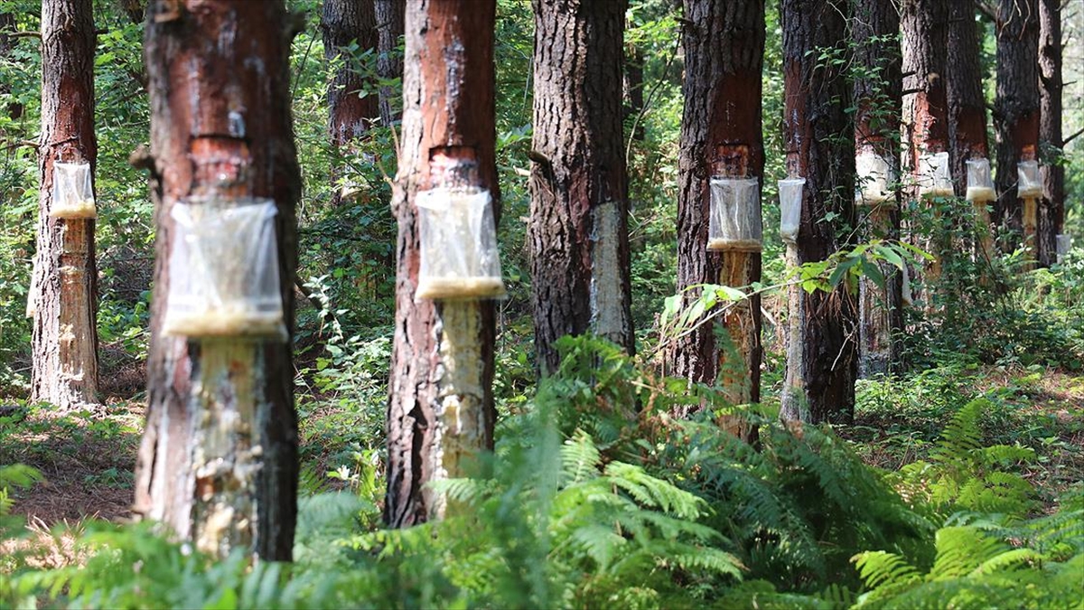 Kocaeli ormanlarından elde edilen çam reçinesi ekonomiye katkı sağlıyor