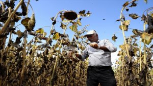 Konya Ovası'nda yağlık ayçiçeği verimiyle çiftçinin yüzünü güldürüyor