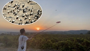 Mersin'de gönüllüler leylekler için nöbette