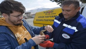 Niğde'de yaralı balaban koruma altına alındı