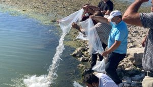 Suğla Gölüne 145 bin sazan balığı yavrusu bırakıldı