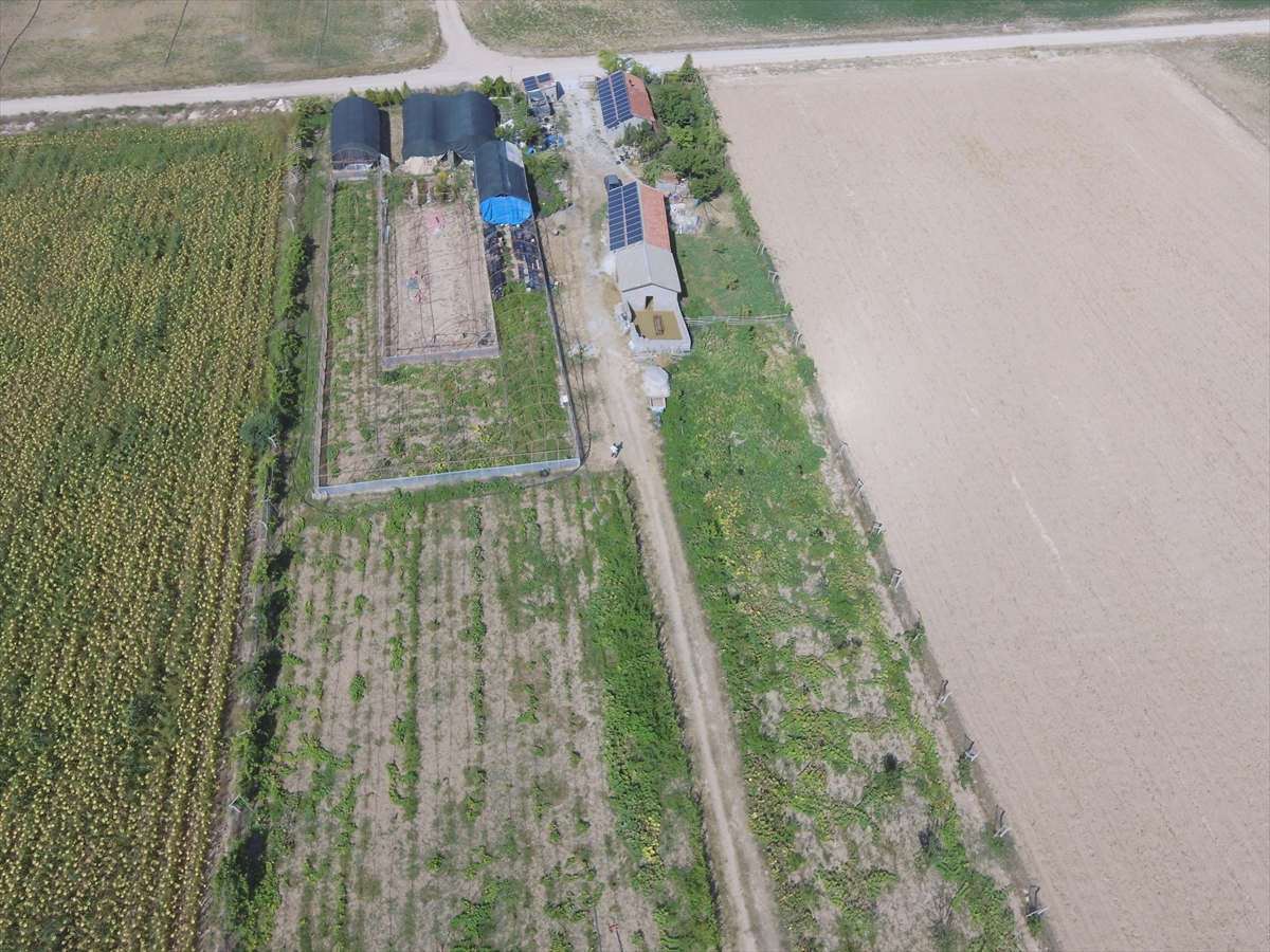 Türkiye'de az yetişen ve Çin'den tohumunu getirterek ürettiği mor çilekte taleplere yetişemiyor