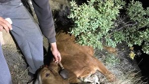 Uçuruma yuvarlanan inek, 3 saat süren çalışmayla kurtarıldı