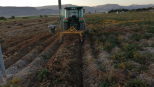 Yeşilhisar'da patates hasadı başladı
