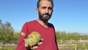 'Yetişmez' diyenlere inat bahçesinde Afrika kavunu yetiştirdi