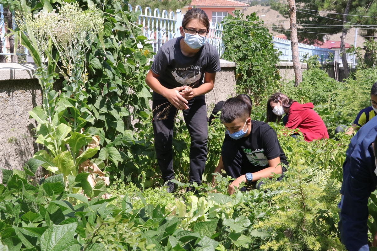 Yozgat'ta öğrenciler, okul bahçesinde sebze yetiştirdi
