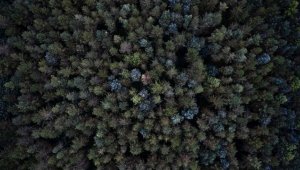 Afrika'da 7 milyardan fazla yeni ağaç tespit edildi