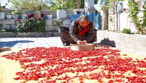 Ata tohumundan üretilen Cırgalan biberinde kurutma mesaisi