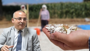 Ay çekirdeği ve Kabak Çekirdeğinde Kayseri Marka olmalı