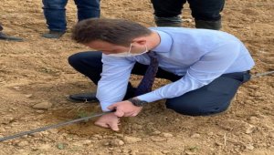 Bahşılı'da 16 dönümlük alana lavanta dikimi yapıldı