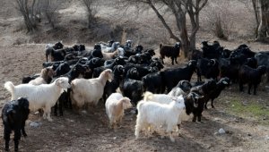 Bakan Pakdemirli'den koyun ve keçi yetiştiricilerine müjde