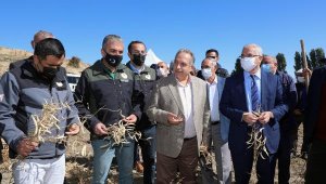 Başkan Yalçın, çiftçilerin fasulye hasadına katıldı