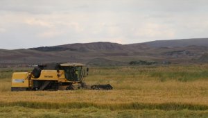 Çankırı'da çeltik hasadı başladı