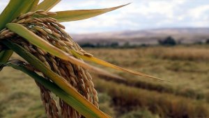 Çeltik üreticileri verim ve kaliteden memnun