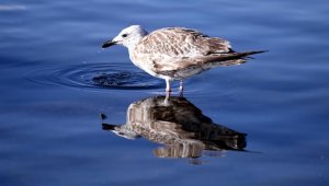 Çıldır Gölü'nde üreme dönemini tamamlayan martılar göçe hazırlanıyor 
