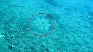 Denize girenlere elektrik gibi çarpan 'denizanası' uyarısı