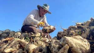 Destek ve teşviklerle Ağrı'daki çiftçiler şeker pancarı üretimini arttırdı