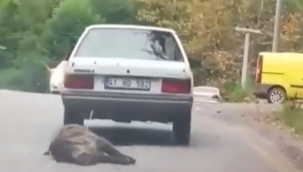 Domuzu otomobilinin arkasına bağlayıp sürükledi