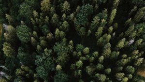 Dünya'da 10 orman, emilimini yaptığı karbondan daha fazlasını yayıyor