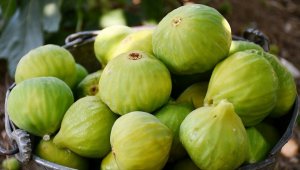 Egeli yaş meyve ve sebze ihracatçıları rekora koşuyor