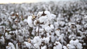 Emtia piyasasında pamuk fiyatları 10 yıldır ilk defa 1 doları aştı