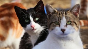 Hayvan hakları konusunda son bir yılın en önemli gelişmesi kanun değişikliği