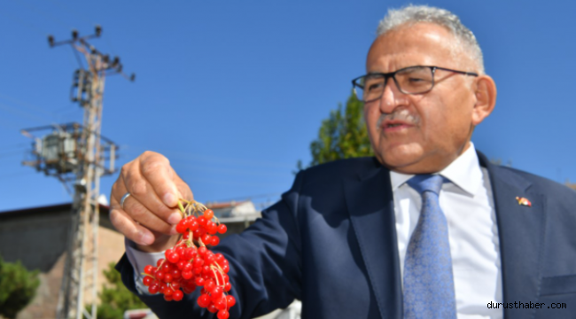 Kayseri'de Kırmızı Altın Gilaburu'nun hasadı başladı