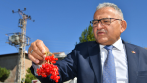 Kayseri'de Kırmızı Altın Gilaburu'nun hasadı başladı