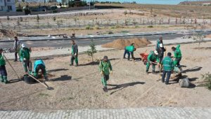 Kocasinan Belediyesi, yeşil alanlarda bakım çalışmalarını sürdürüyor