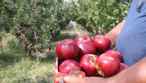 Konya'dan Asya ülkelerine elma ihracatı