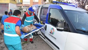 Küçük dostlar ambulansı 4 yılda 4 bin 401 can kurtardı