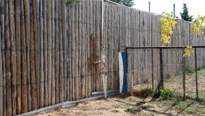 'Kurtlarla ayının bahis için dövüştürüldüğü iddiası asılsız'