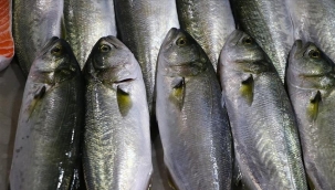 Lüferde son 10 yılın en yoğun dönemi yaşanıyor