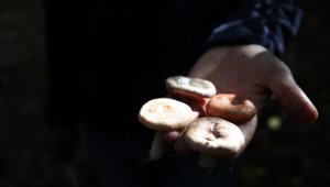 'Mantarı toplarken kaybolmayın, tüketirken zehirlenmeyin' uyarısı