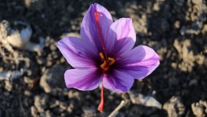 'Mucize bitki' çiçek açtı