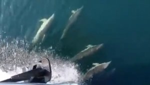 Müsilajdan temizlenen İzmit Körfezi'ne yunuslar daha çok gelmeye başladı